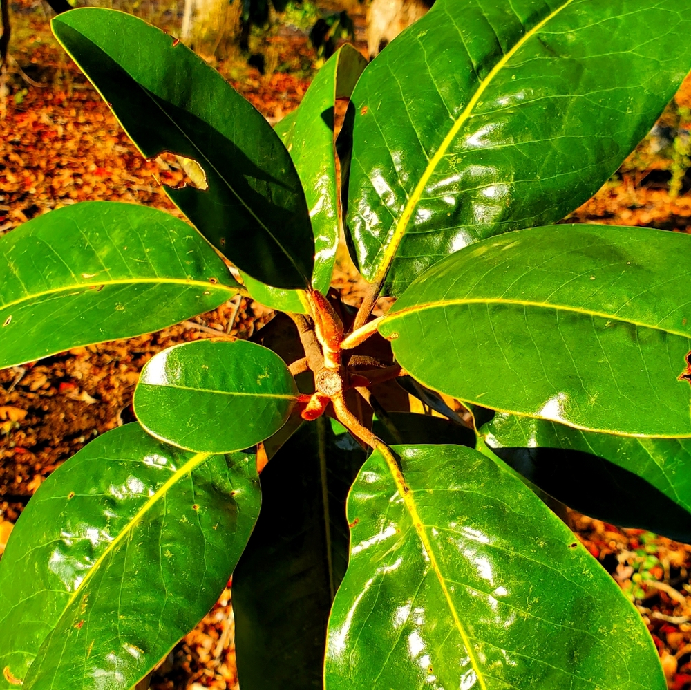 Fresh cut Magnolia Branches